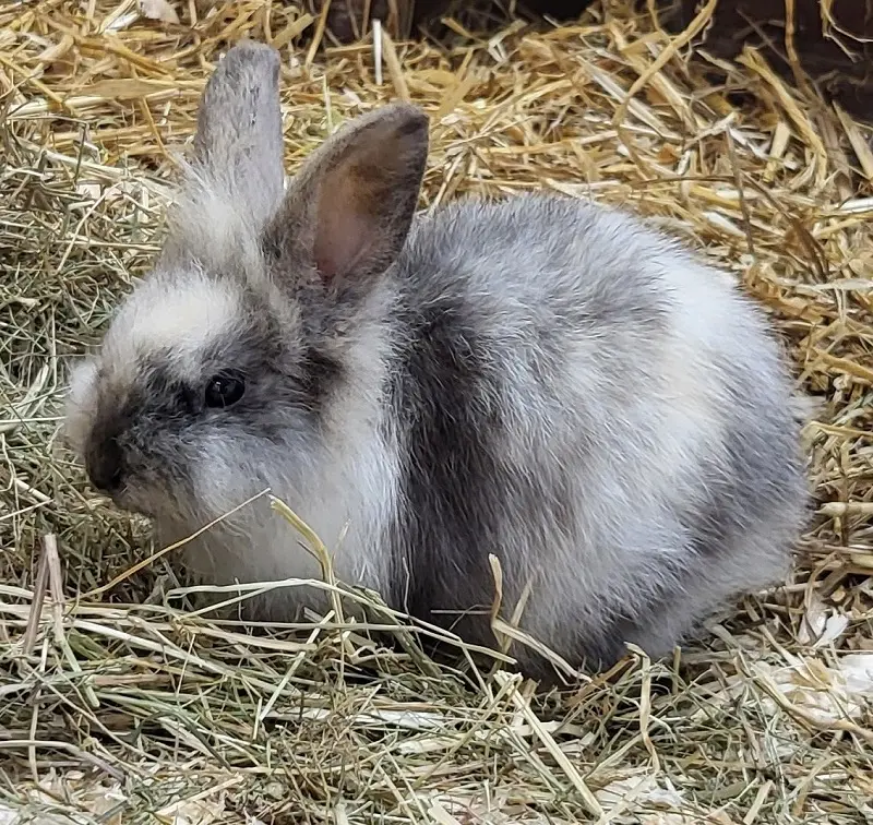 Kaninchen Colette Tierheim Schleswig