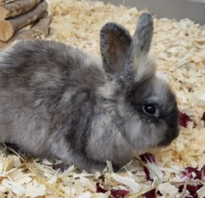 Kaninchen Conny Tierheim Schleswig