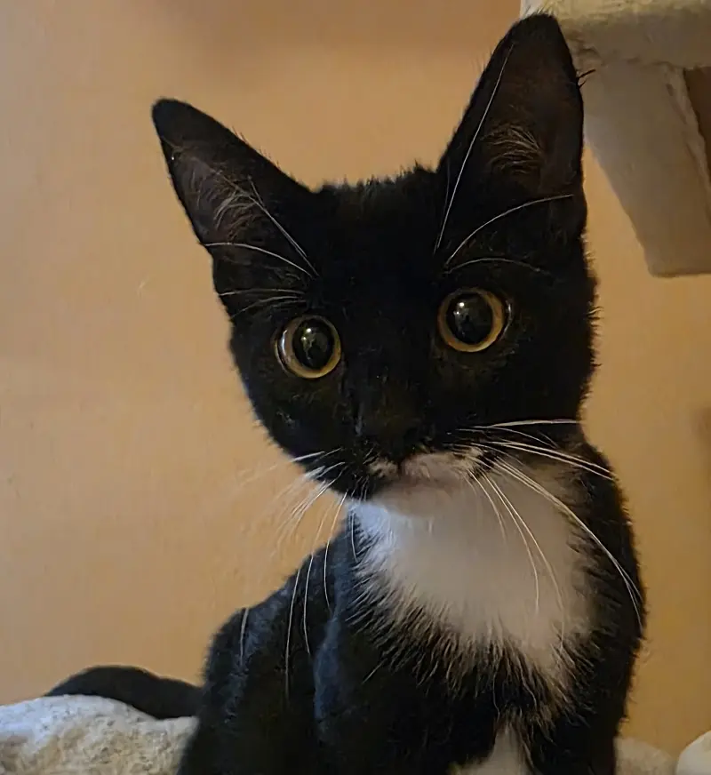 Kater Frankie Tierheim Schleswig