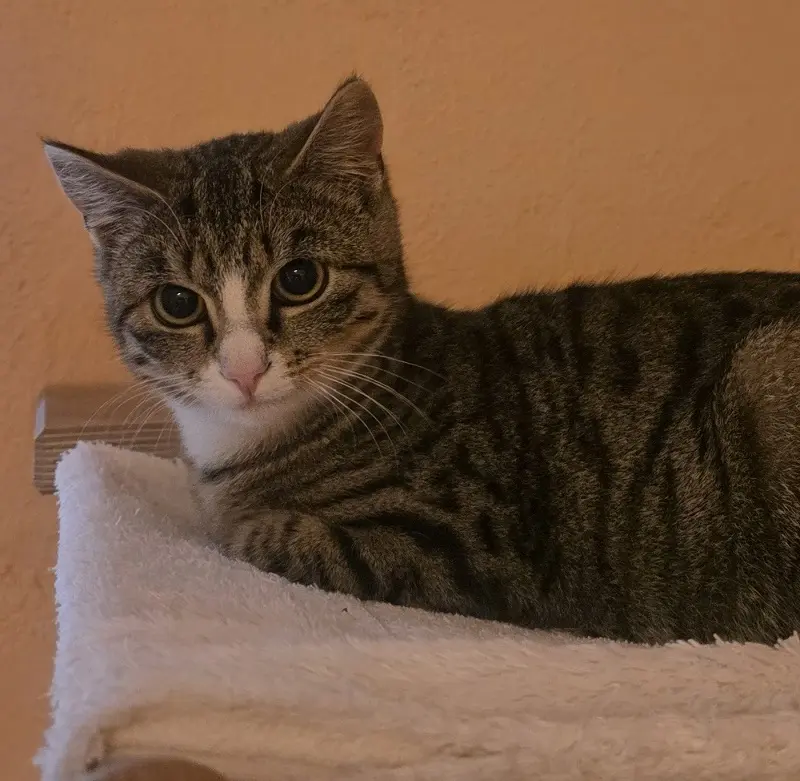 Katze Kate Tierheim Schleswig