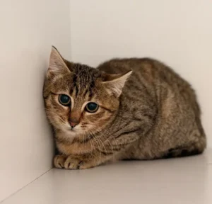 Katze Klara Tierheim Schleswig