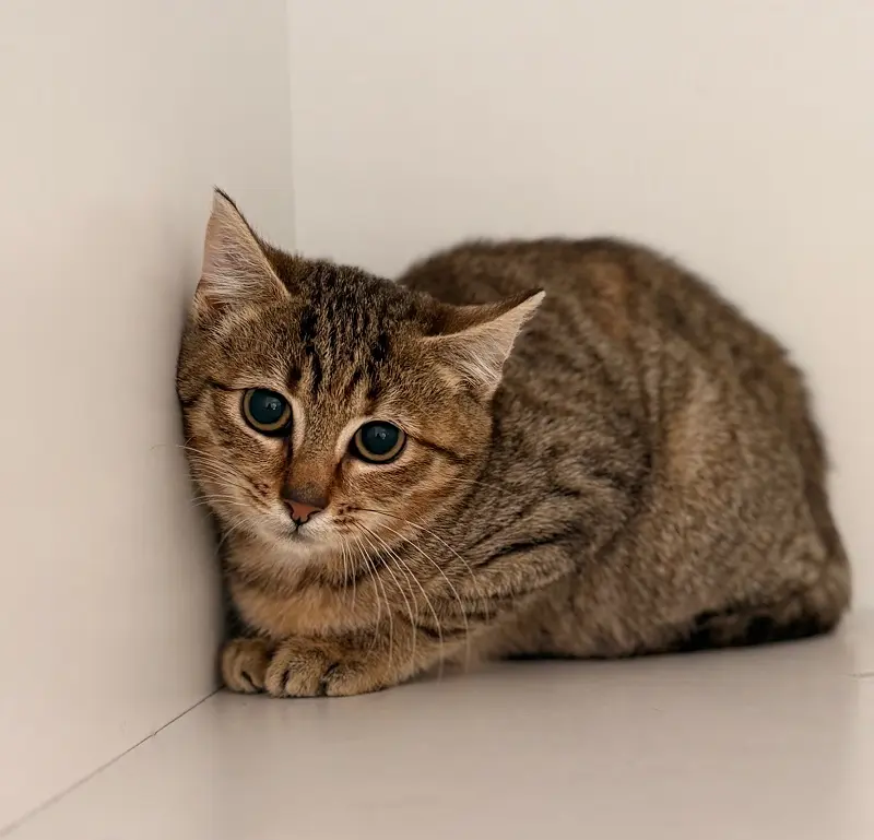 Katze Klara Tierheim Schleswig