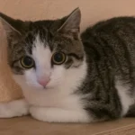 Katze Luana Tierheim Schleswig