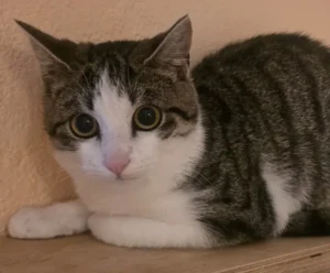 Katze Luana Tierheim Schleswig