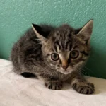 Kitten Madita Tierheim Schleswig