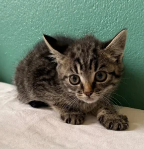 Kitten Madita Tierheim Schleswig