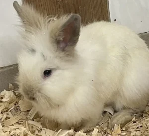 Kaninchen Marty Tierheim Schleswig