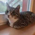 Kater Pietro Tierheim Schleswig