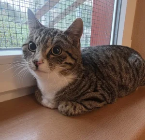 Kater Pietro Tierheim Schleswig