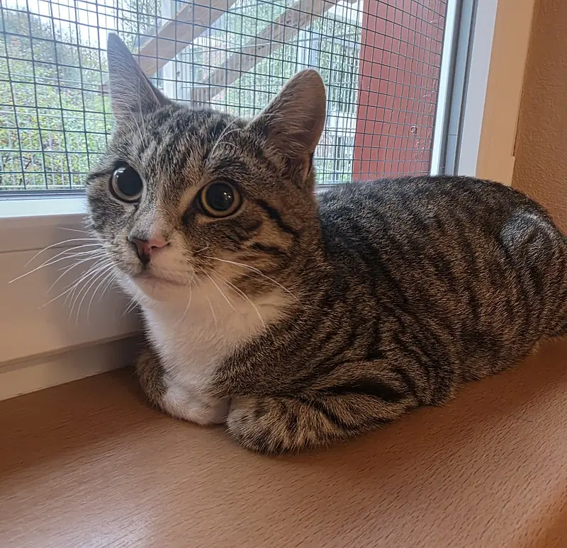 Kater Pietro Tierheim Schleswig