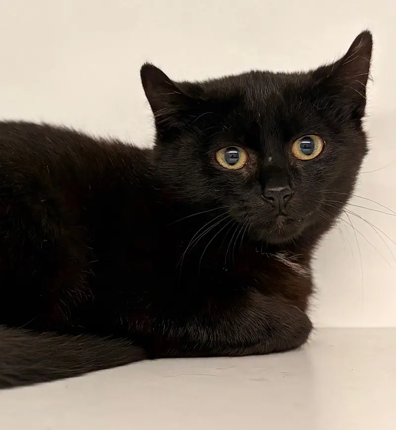 Kater Ruben Tierheim Schleswig