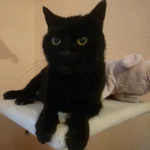 Katze Runa Tierheim Schleswig