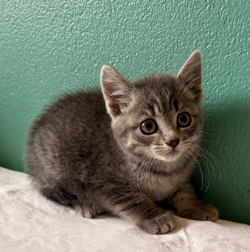 Kitten Sakura Tierheim Schleswig