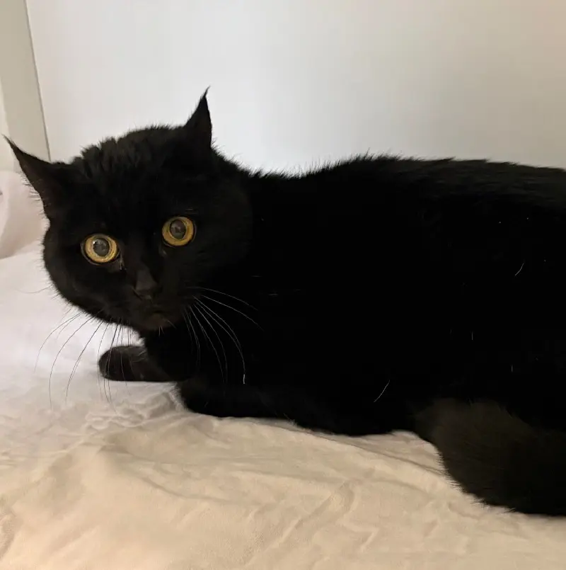 Katze Xenia Tierheim Schleswig