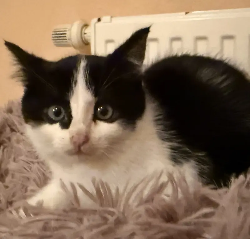 Kitten Agatha Tierheim Schleswig