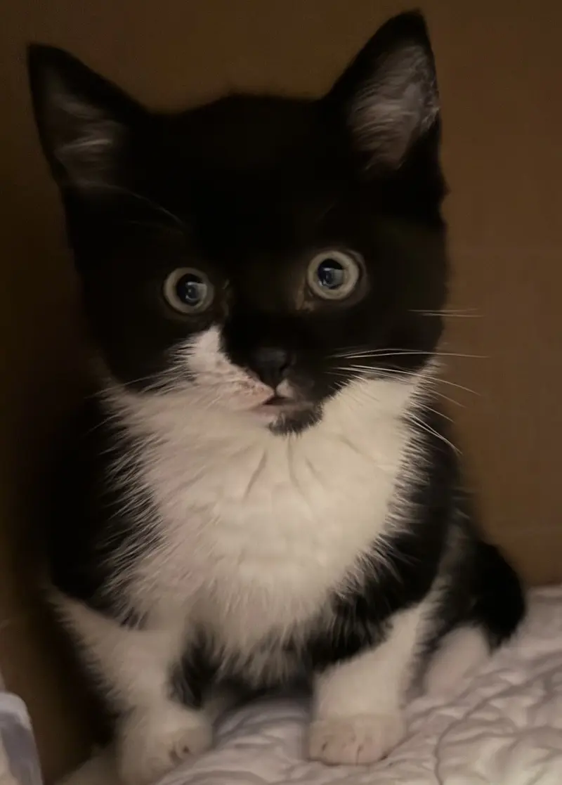 Kitten Chester Tierheim Schleswig