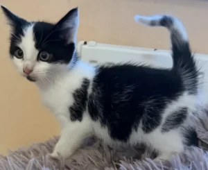 Kitten Damian Tierheim Schleswig