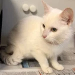 Fundkatze Jagel Tierheim Schleswig