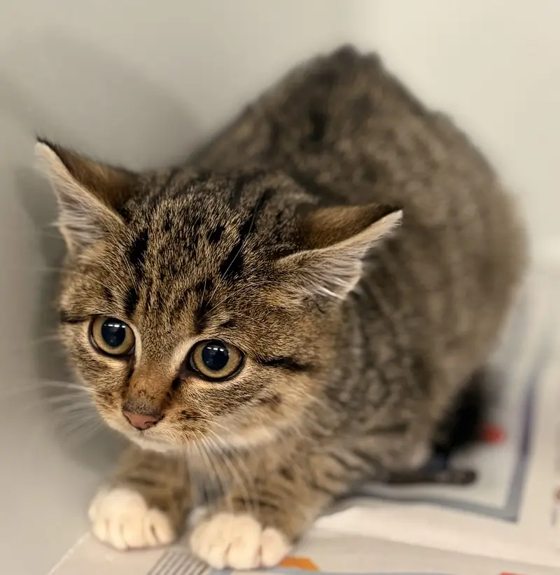 Katze Hedda TIerheim Schleswig