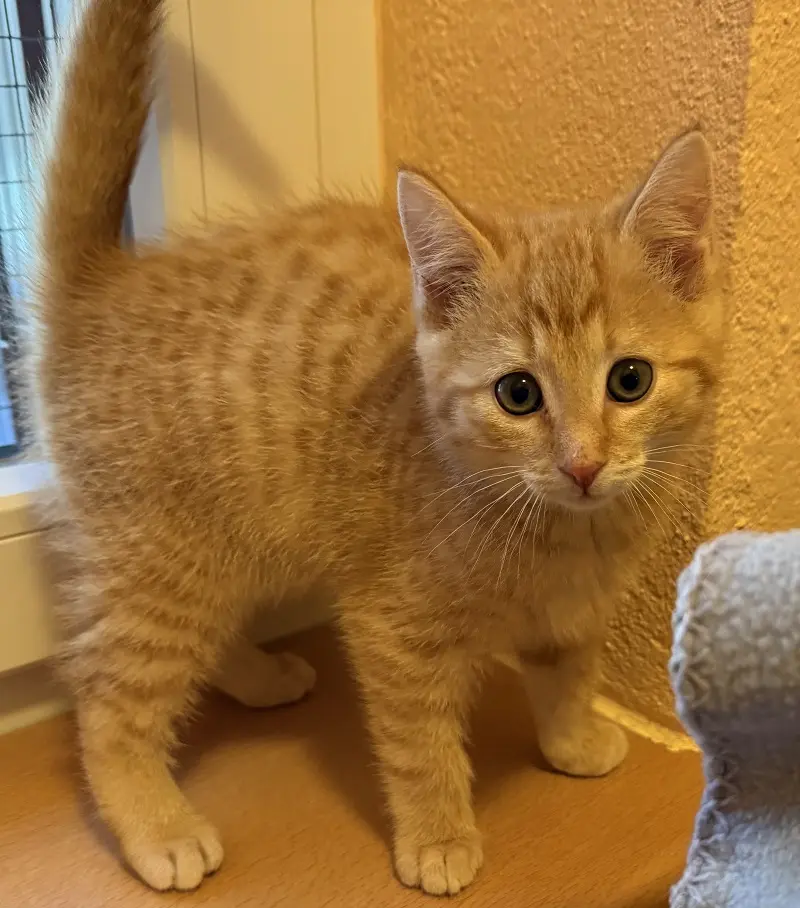 Kitten Jacko Tierheim Schleswig