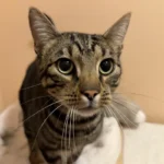 Kater Malte Tierheim Schleswig