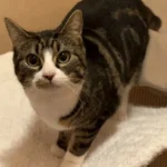 Katze Nele Tierheim Schleswig