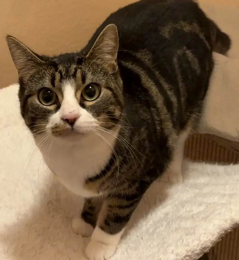 Katze Nele Tierheim Schleswig