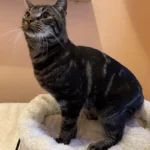 Kater Steven Tierheim Schleswig