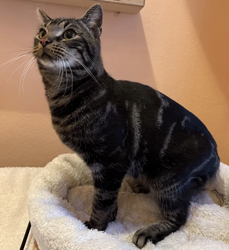 Kater Steven Tierheim Schleswig