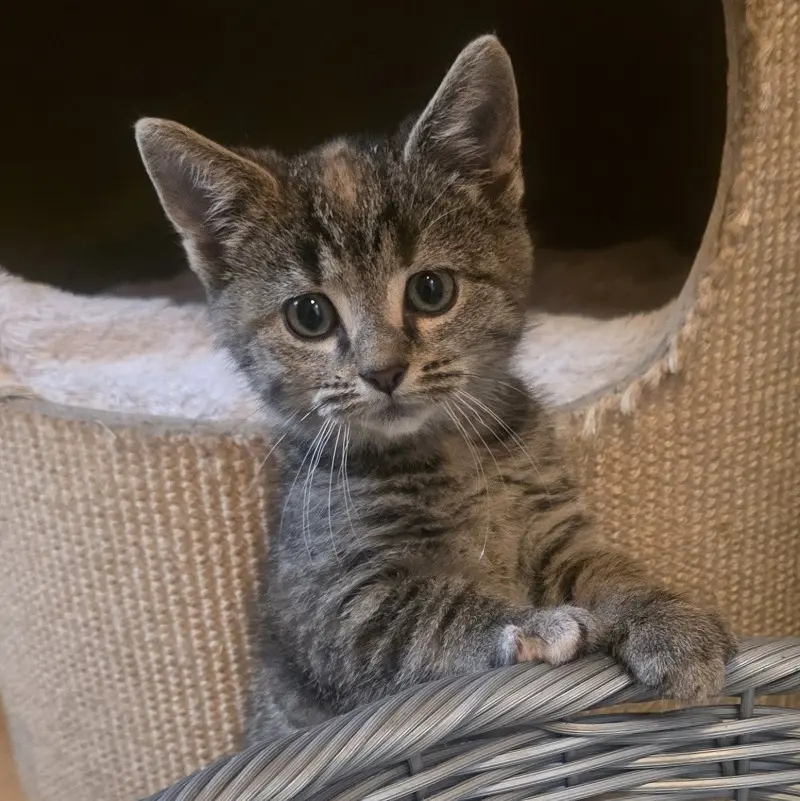 Katze Alessia Tierheim Schleswig