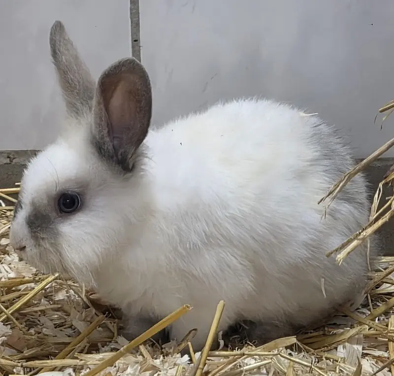 Zwergkaninchen Fernando Tierheim Schleswig