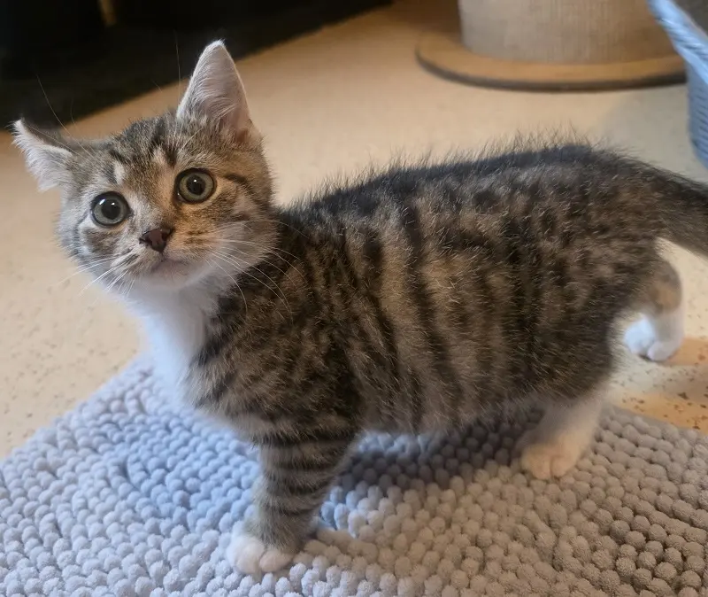 Kater Owen Tierheim Schleswig