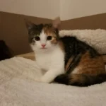 Kitten Alara Tierheim Schleswig