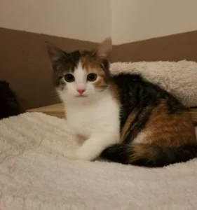 Kitten Alara Tierheim Schleswig