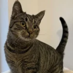 Katze Destiny Tierheim Schleswig