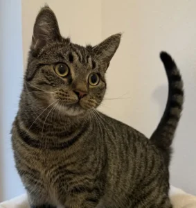 Katze Destiny Tierheim Schleswig