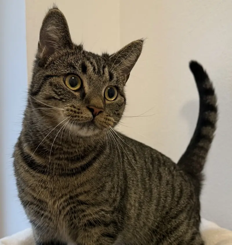 Katze Destiny Tierheim Schleswig