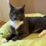 Katze Fanny Tierheim Schleswig