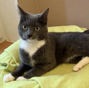 Katze Fanny Tierheim Schleswig