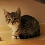 Kitten Grisu Tierheim Schleswig