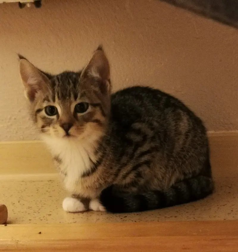 Kitten Grisu Tierheim Schleswig