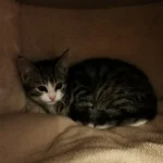 Kitten Gromit Tierheim Schleswig