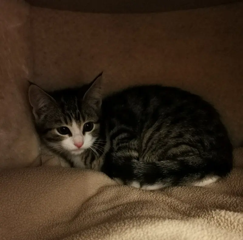 Kitten Gromit Tierheim Schleswig