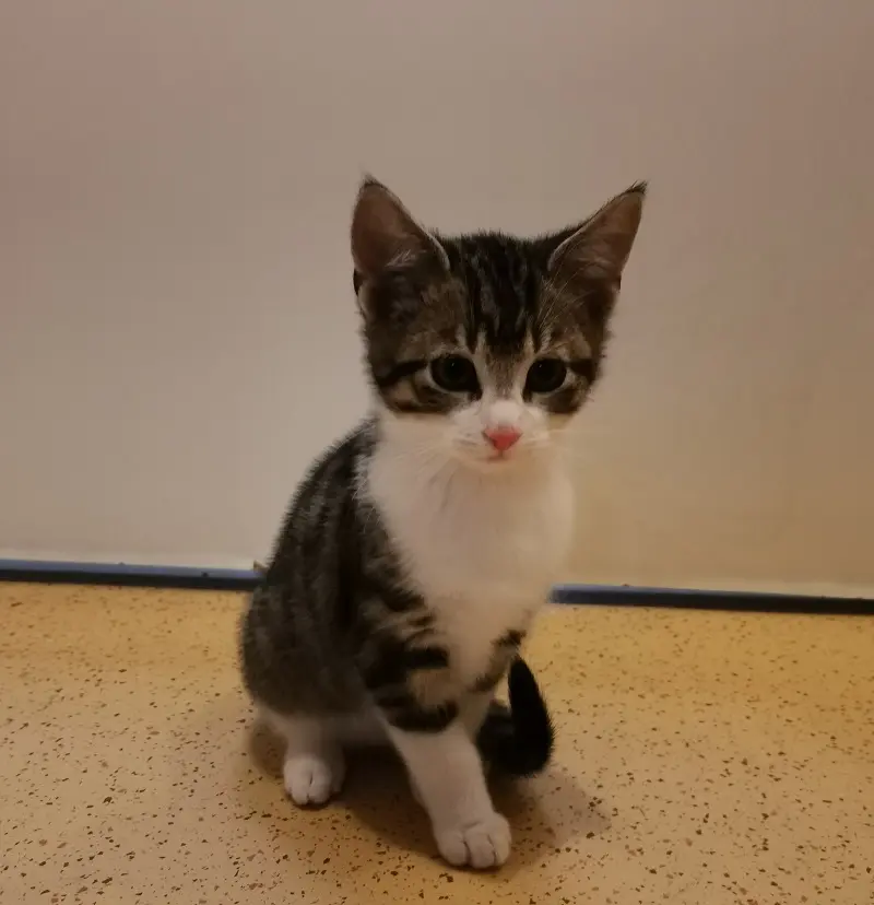 Kitten Jamy Tierheim Schleswig