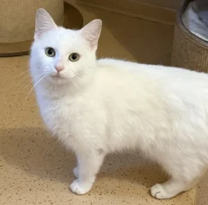 Katze Kalina Tierheim Schleswig