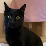 Kater Monty Tierheim Schleswig