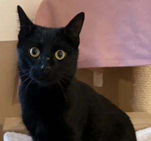 Kater Monty Tierheim Schleswig