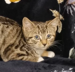 Kitten Raya Tierheim Schleswig