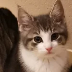 Kitten Sully Tierheim Schleswig