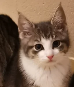 Kitten Sully Tierheim Schleswig